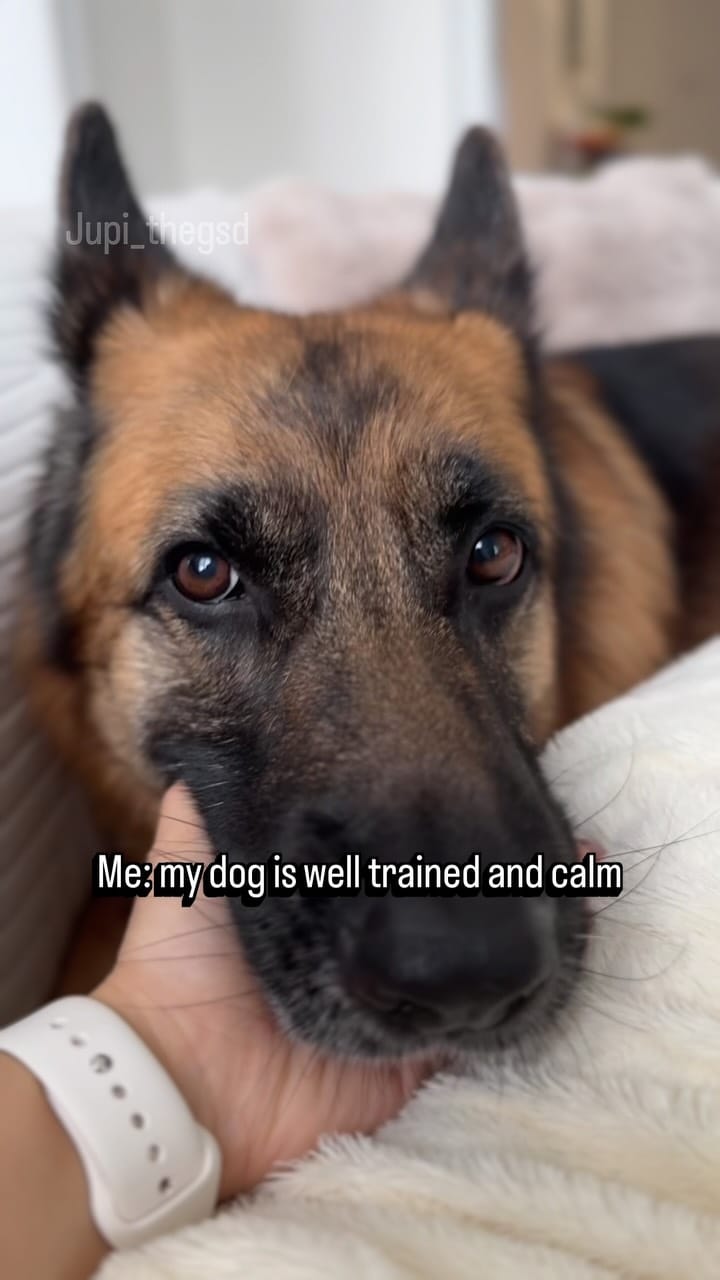 Post 4 by Jupi the German Shepherd on Instagram (video)