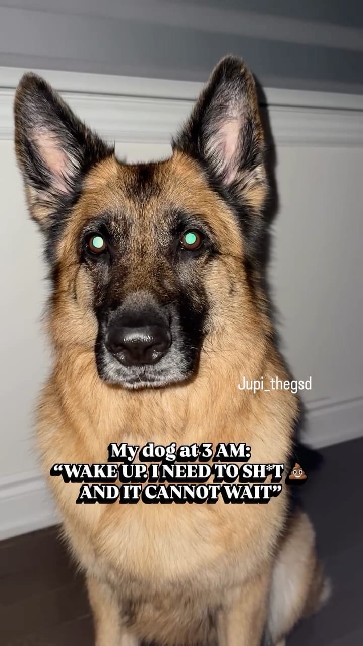 Post 6 by Jupi the German Shepherd on Instagram (video)