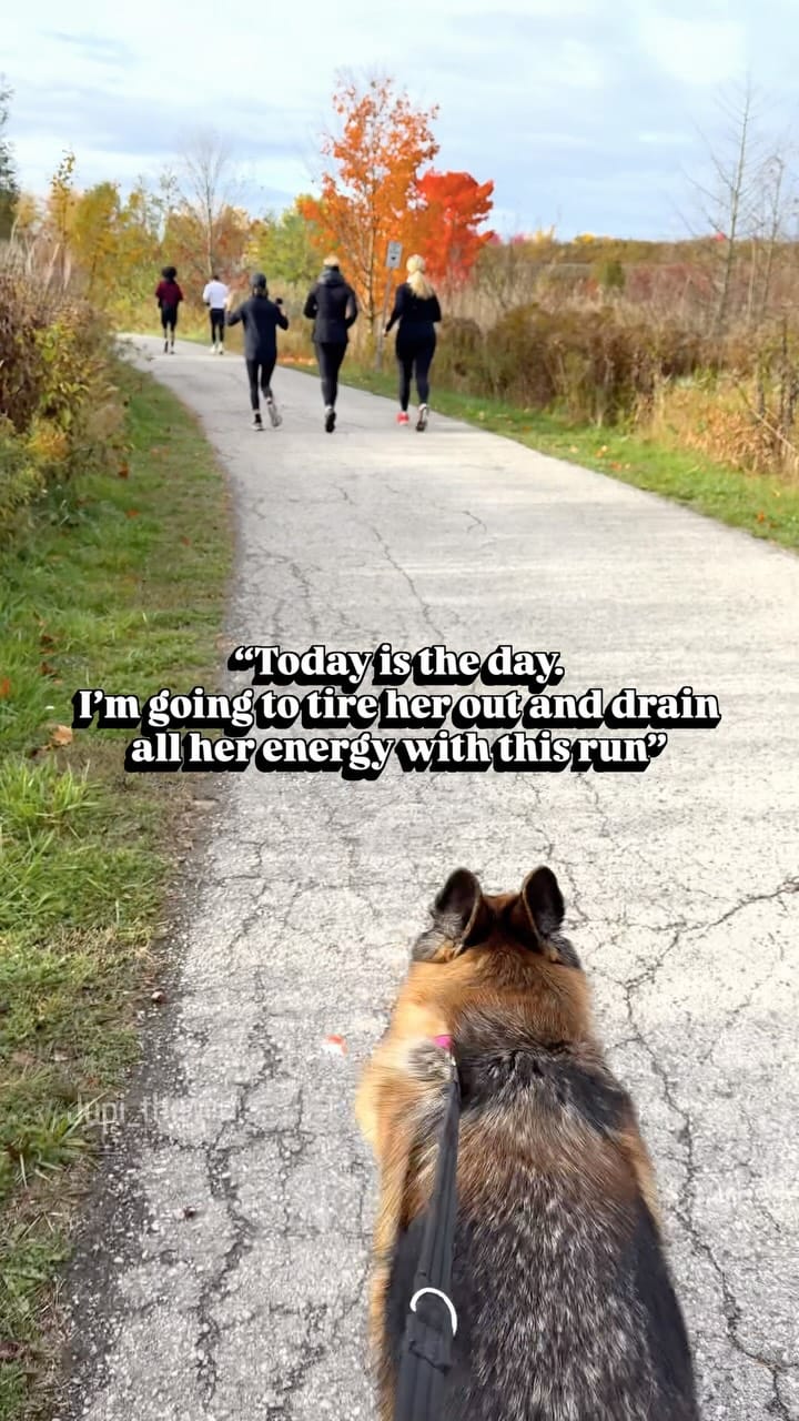 Post 3 by Jupi the German Shepherd on Instagram (video)