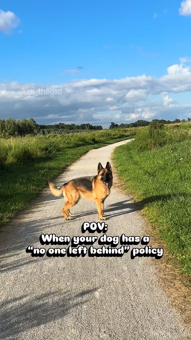 Post 8 by Jupi the German Shepherd on Instagram (video)