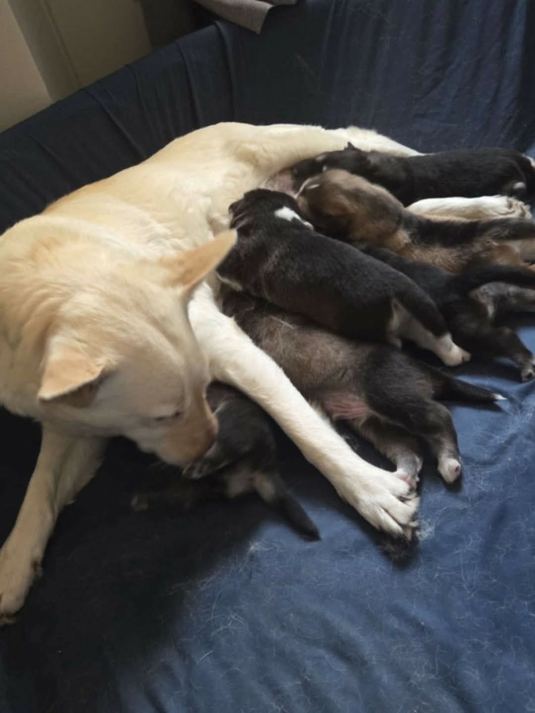 Post 4 by Penny's All-Breed Rescue on Instagram (carousel)