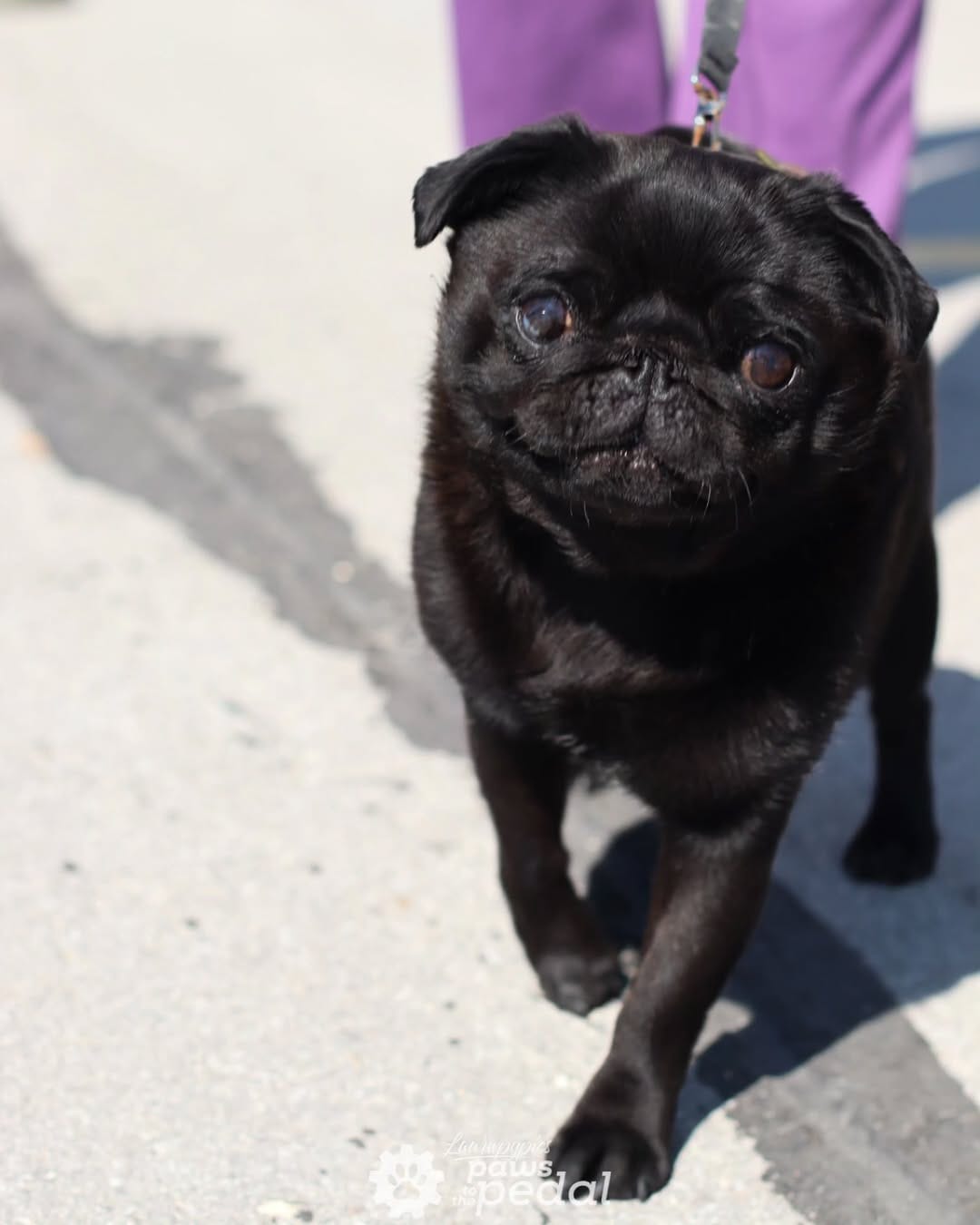 Post 9 by Penny's All-Breed Rescue on Instagram (image)