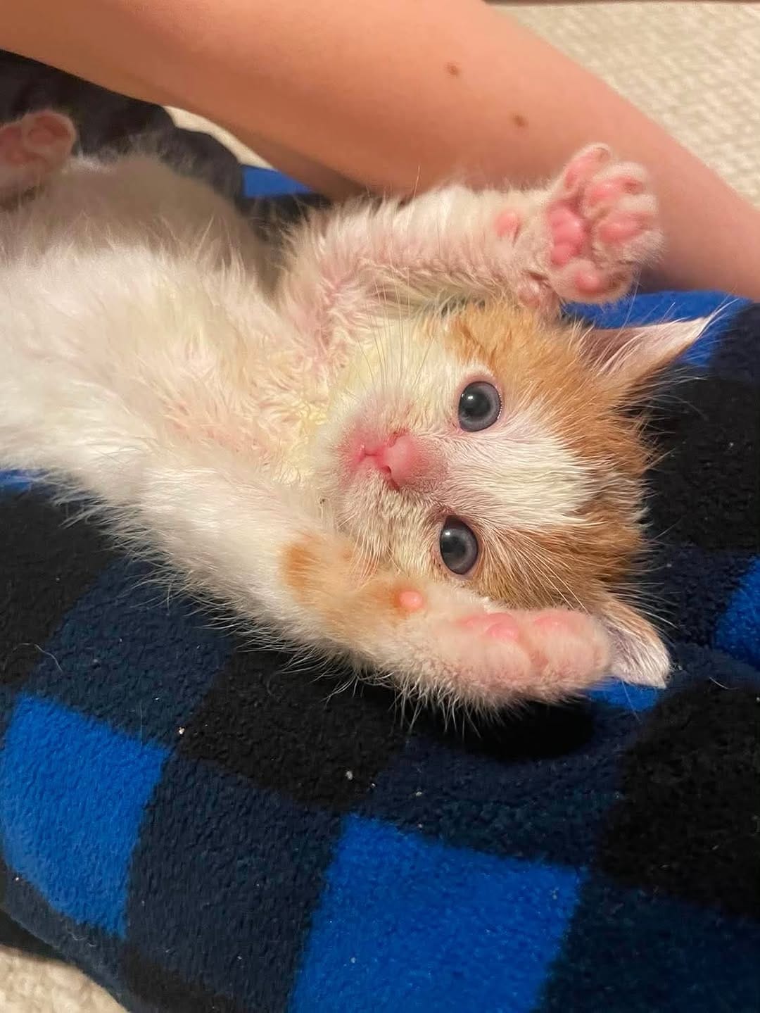 Post 2 by Penny's All-Breed Rescue on Instagram (carousel)