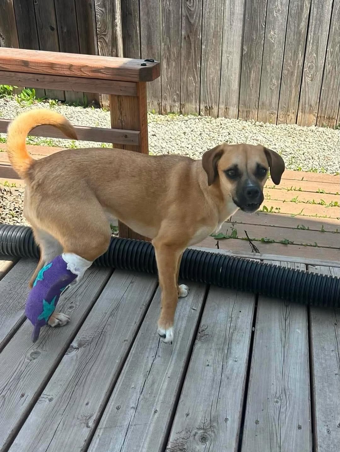 Post 1 by Penny's All-Breed Rescue on Instagram (image)