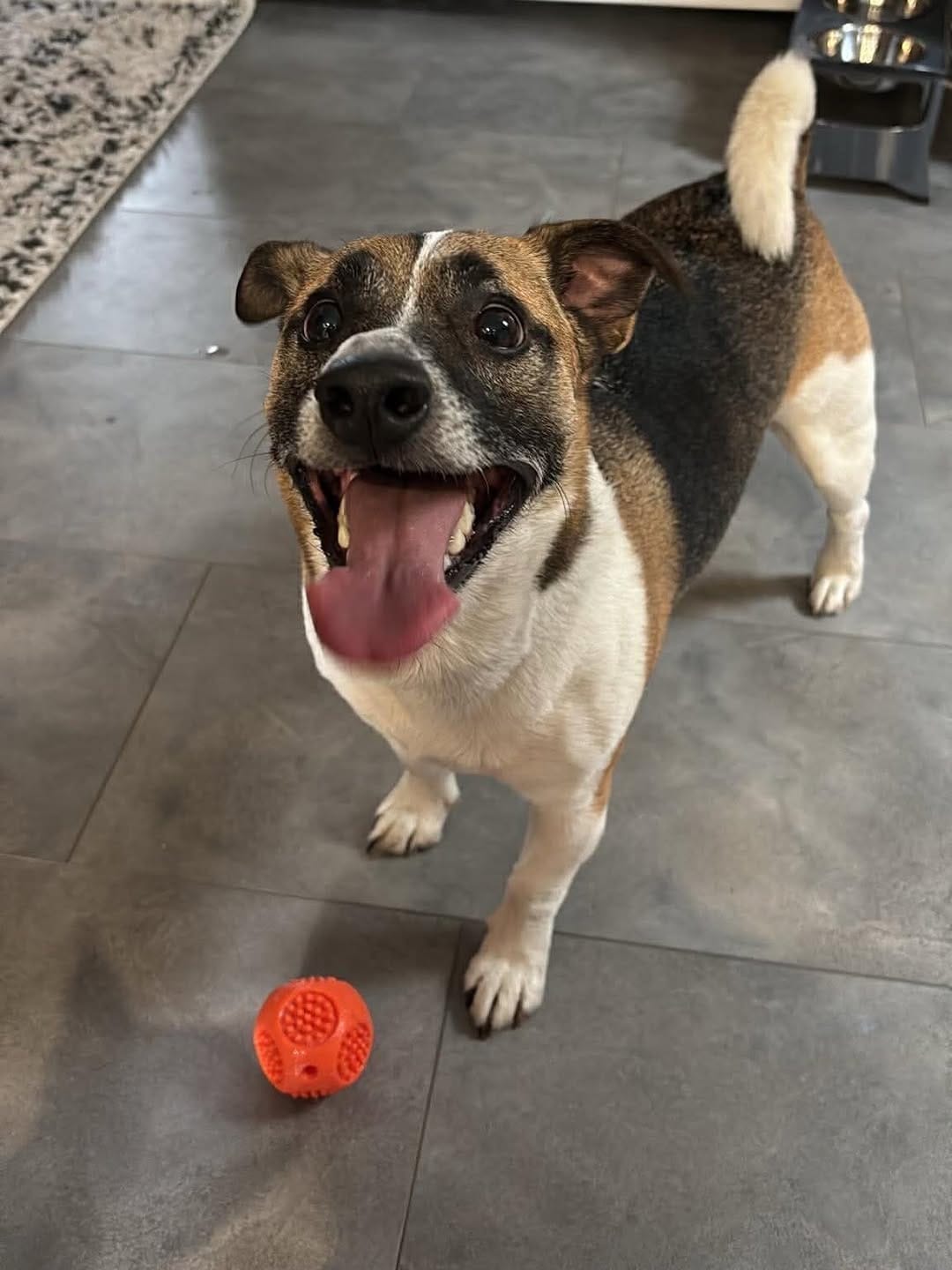 Post 7 by Penny's All-Breed Rescue on Instagram (carousel)