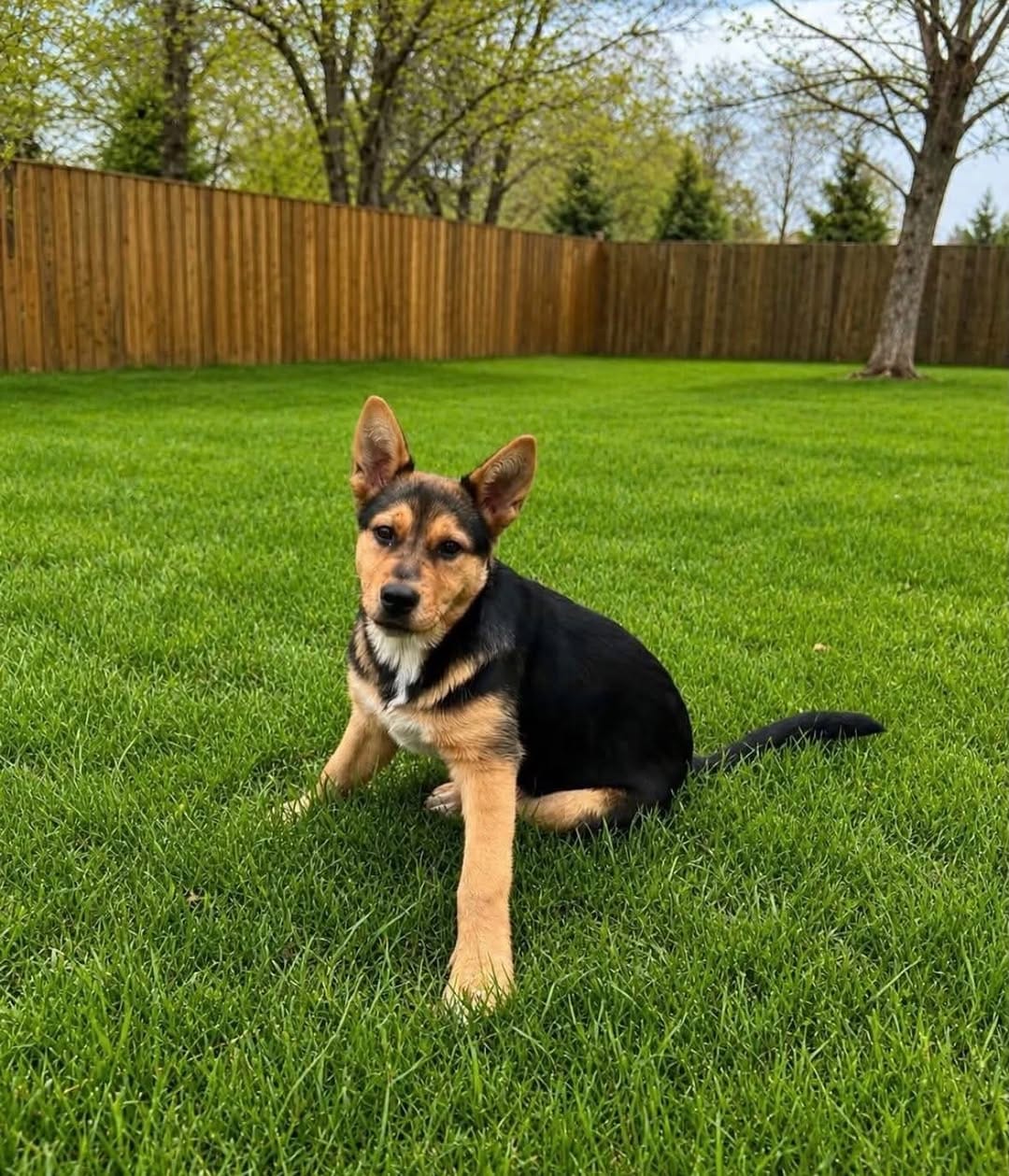 Post 6 by Penny's All-Breed Rescue on Instagram (carousel)