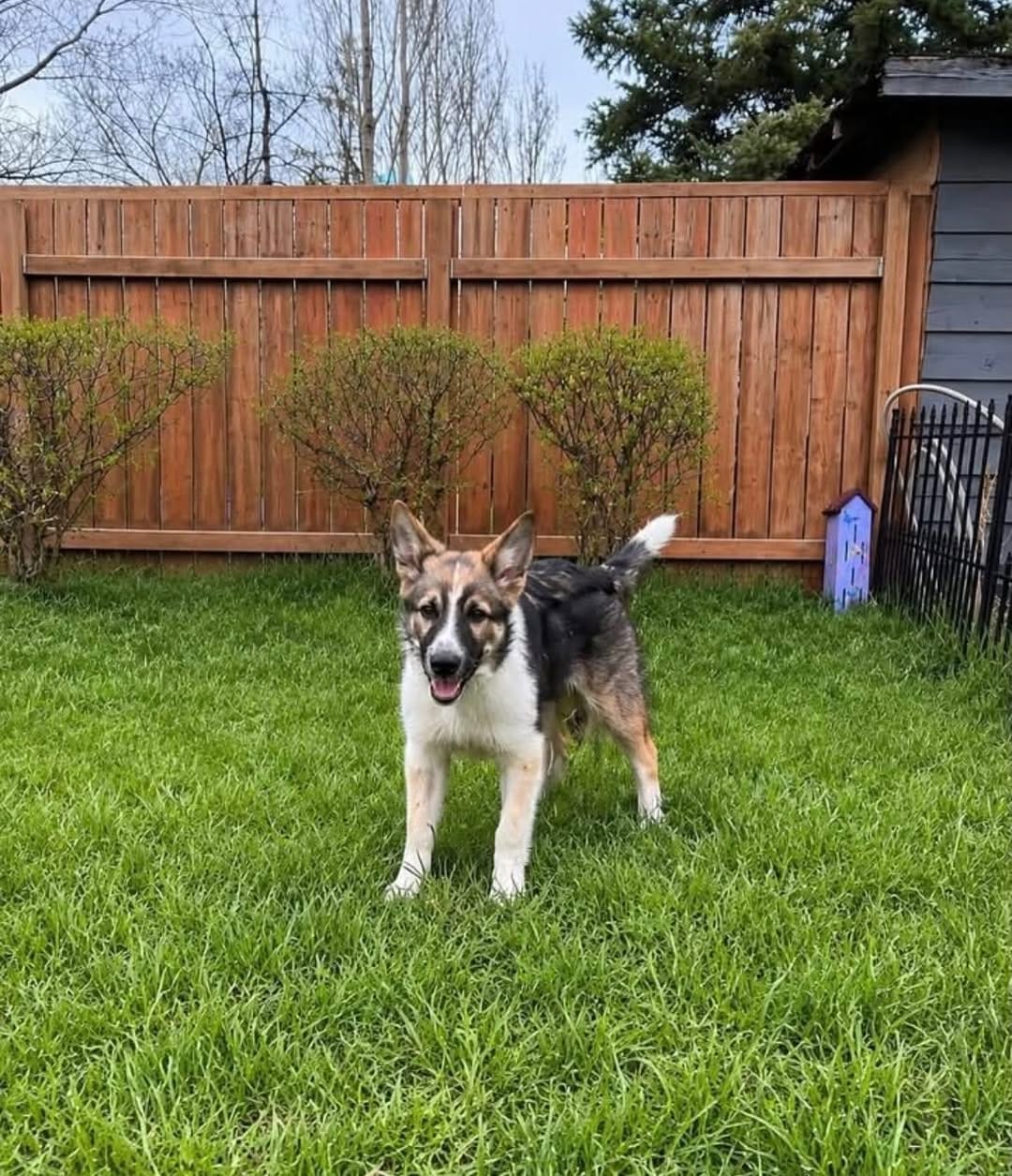 Post 5 by Penny's All-Breed Rescue on Instagram (carousel)