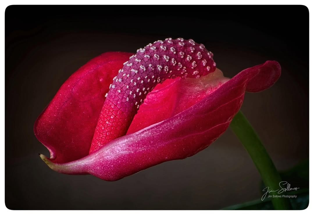 Post 1 by Jim Sollows Photography on Instagram (image)