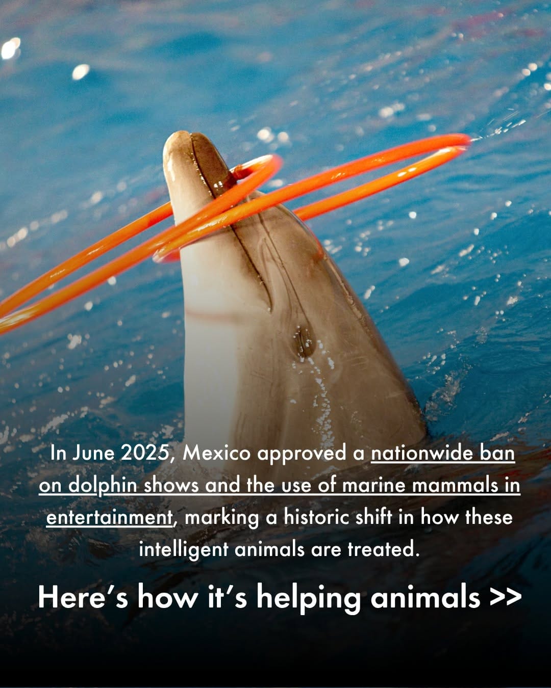 Post 2 by World Animal Protection Canada on Instagram (carousel)