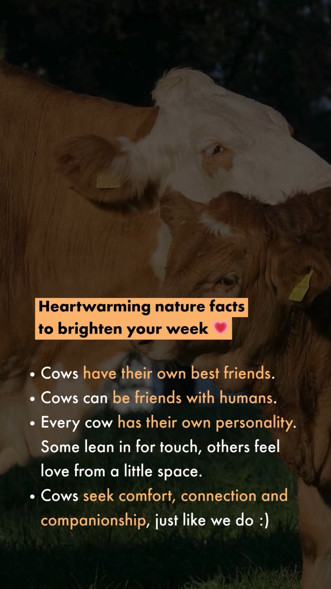 Post 5 by World Animal Protection Canada on Instagram (video)