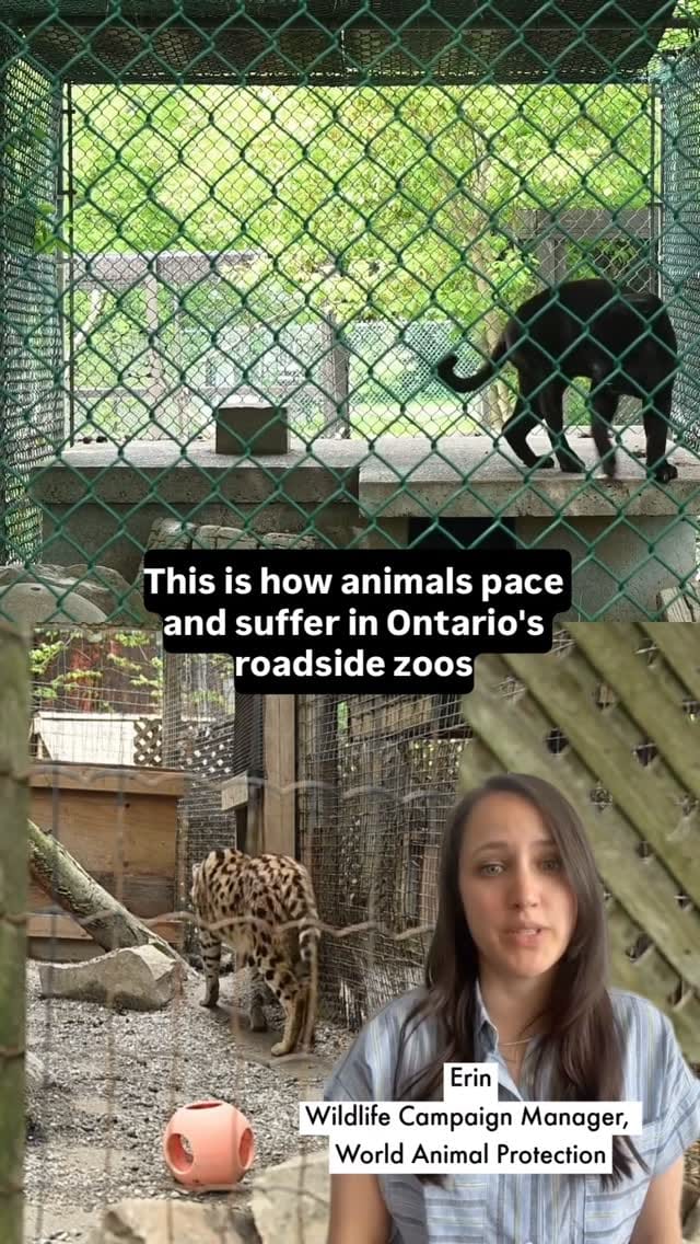 Post 7 by World Animal Protection Canada on Instagram (video)