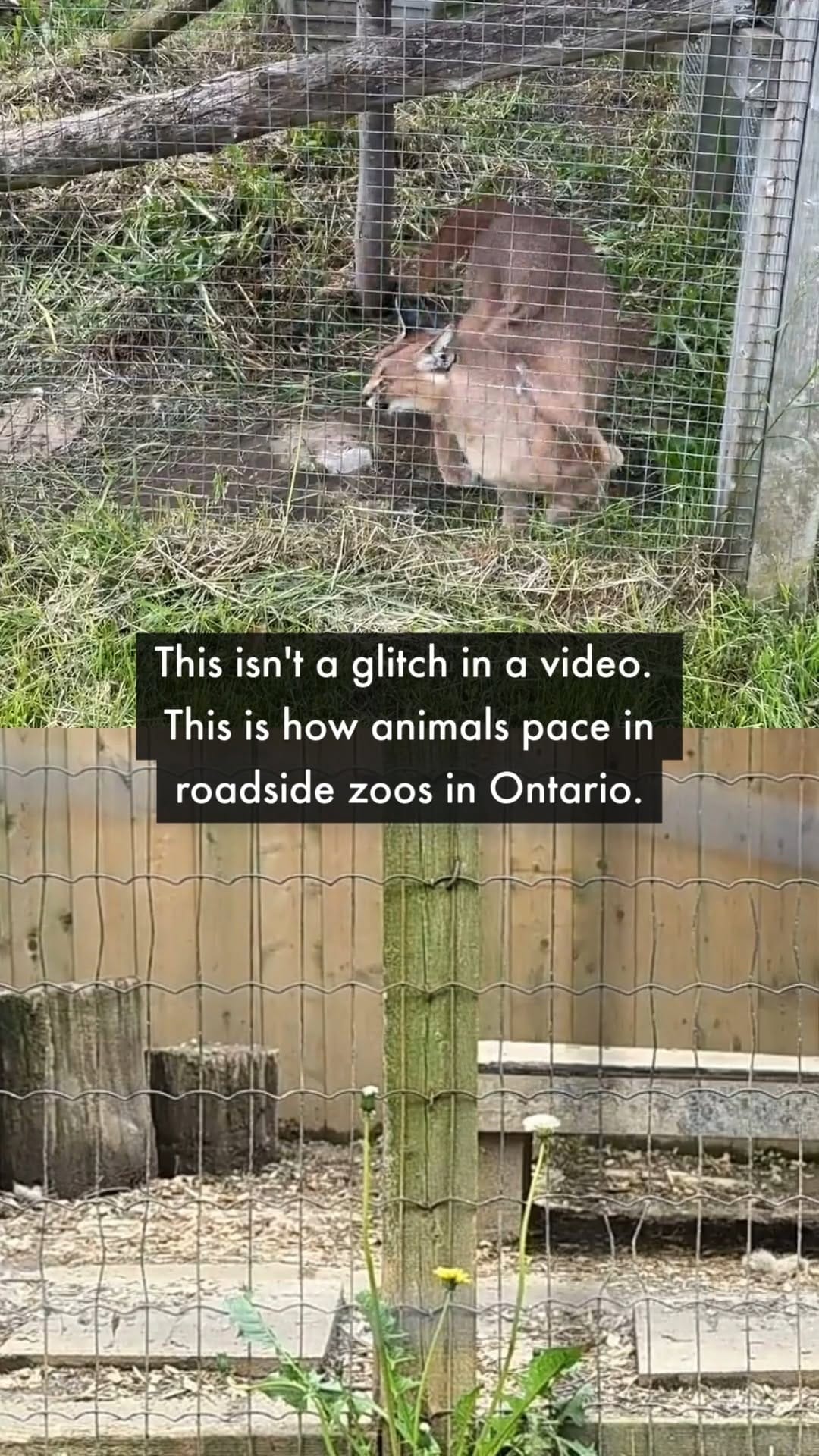 Post 1 by World Animal Protection Canada on Instagram (video)
