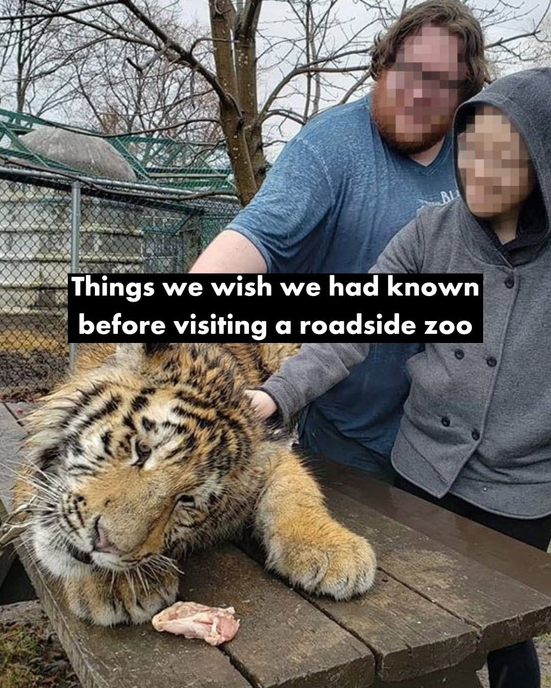 Post 9 by World Animal Protection Canada on Instagram (carousel)