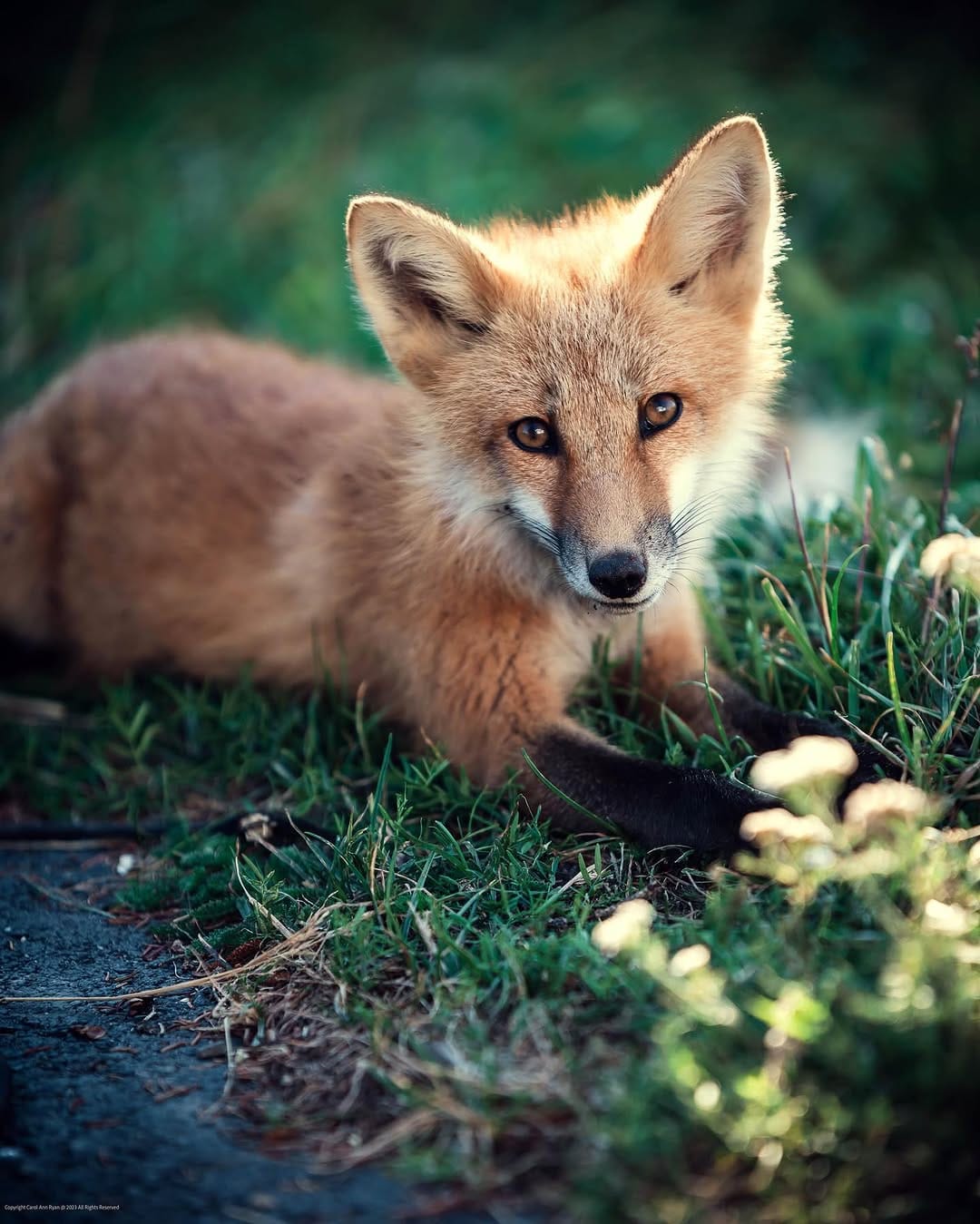 Post 9 by Carol Ann Ryan 💫 Newfoundland Photographer on Instagram (image)