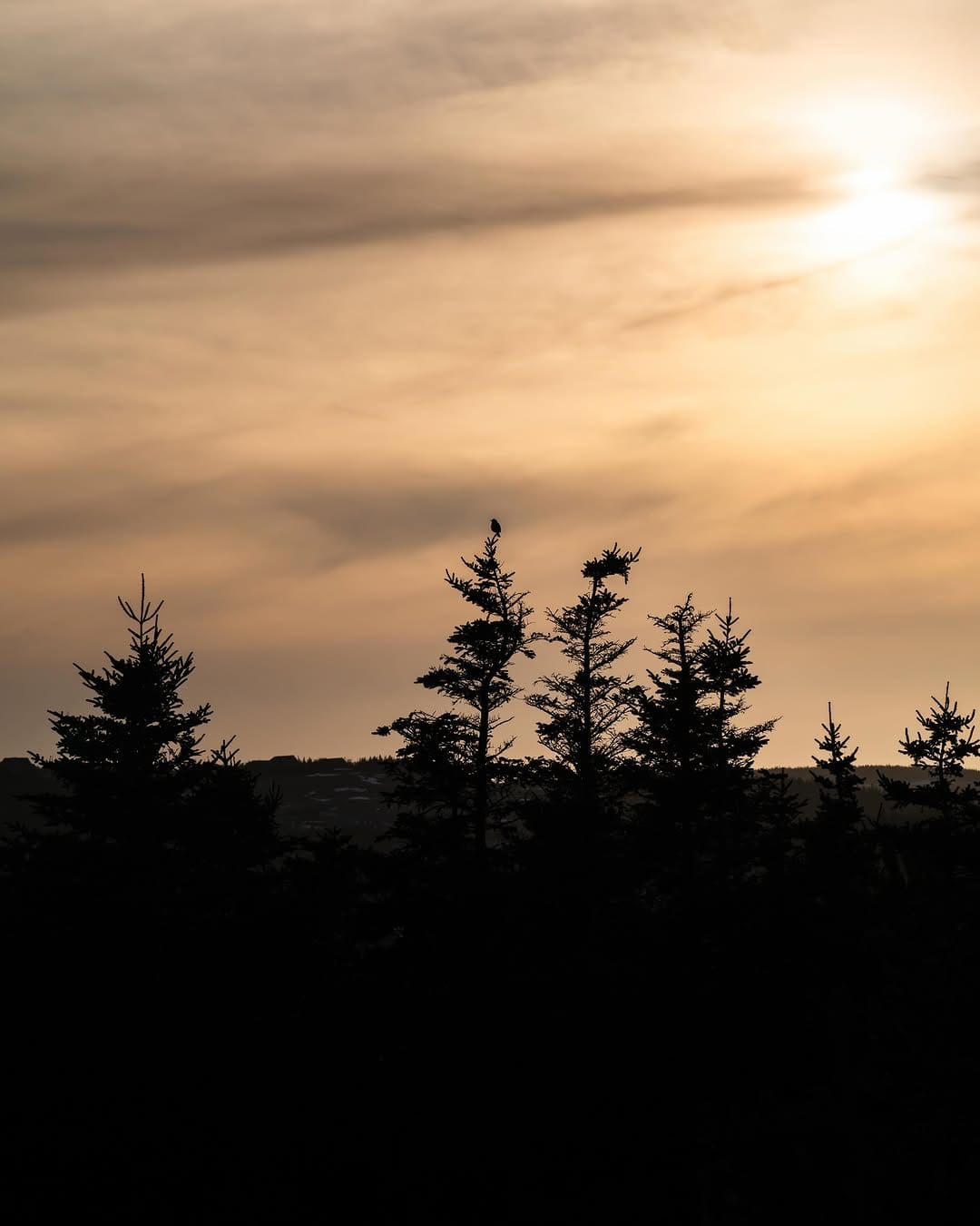 Post 3 by Carol Ann Ryan 💫 Newfoundland Photographer on Instagram (image)