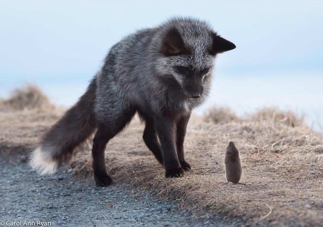 Post 10 by Carol Ann Ryan 💫 Newfoundland Photographer on Instagram (image)