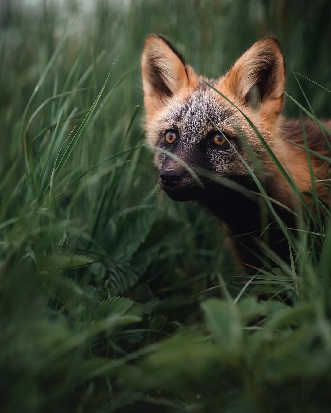 Post 8 by Carol Ann Ryan 💫 Newfoundland Photographer on Instagram (image)