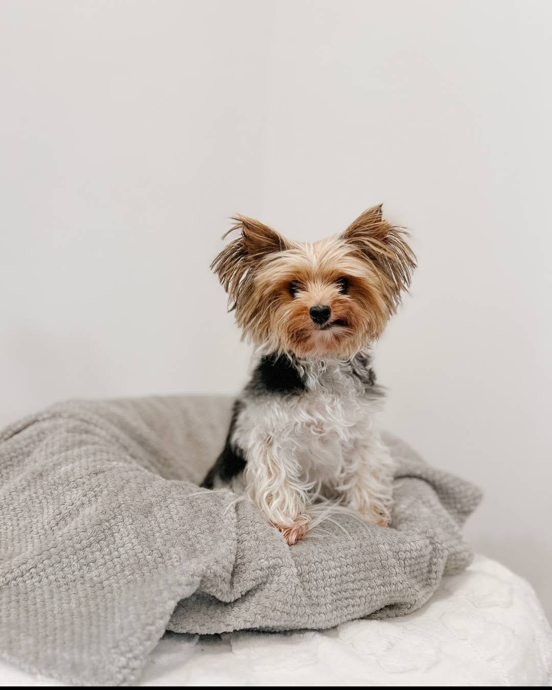 Post 1 by Ontario SPCA and Humane Society on Instagram (carousel)