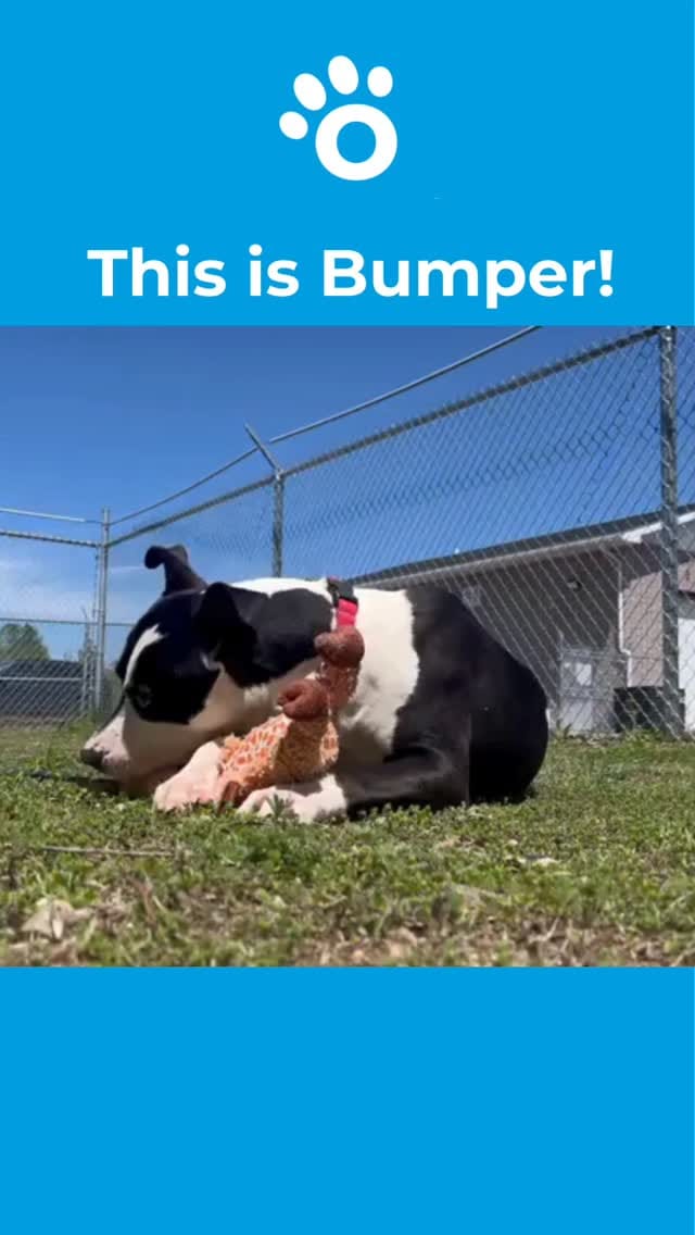 Post 3 by Ontario SPCA and Humane Society on Instagram (video)