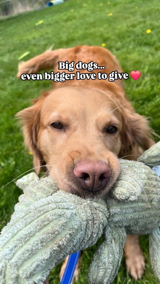 Post 6 by Ontario SPCA and Humane Society on Instagram (video)
