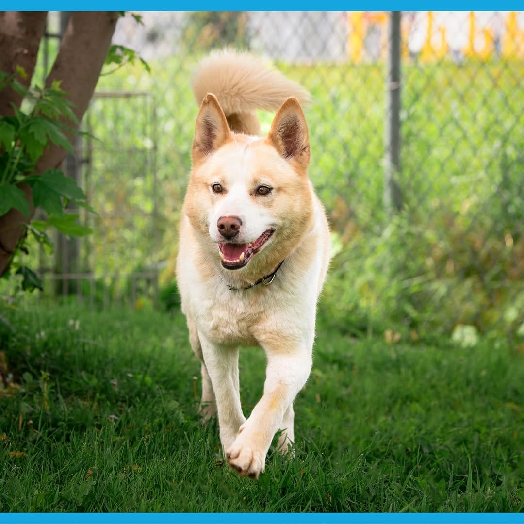 Post 2 by Ontario SPCA and Humane Society on Instagram (image)