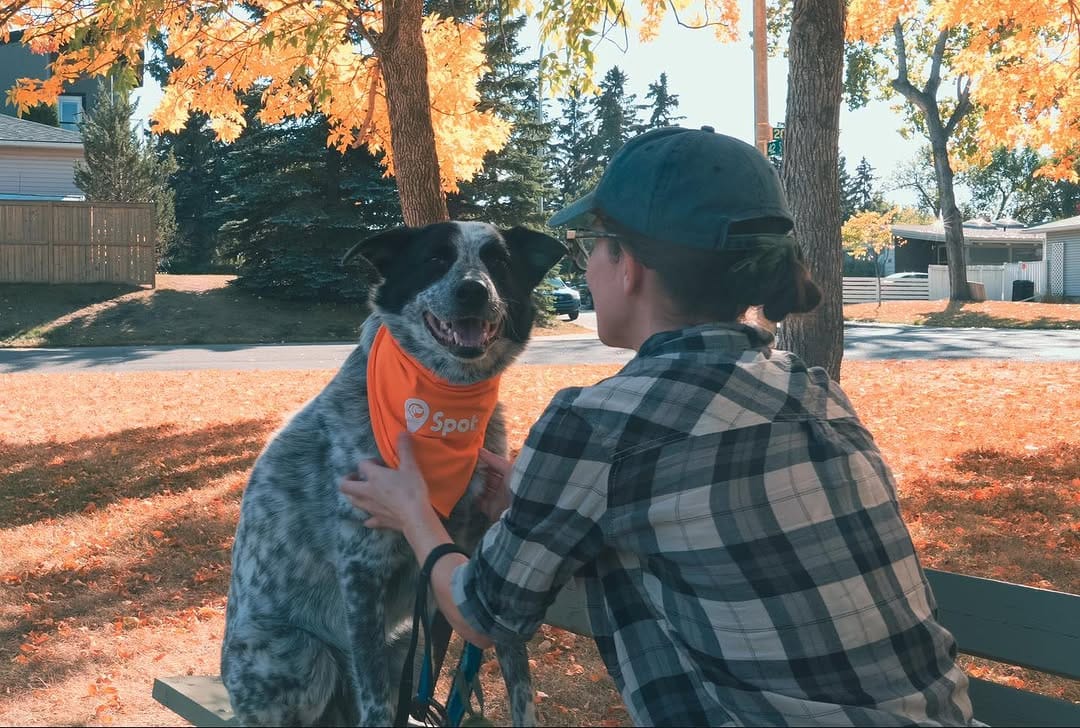 Post 5 by Spot Dog Walkers on Instagram (image)