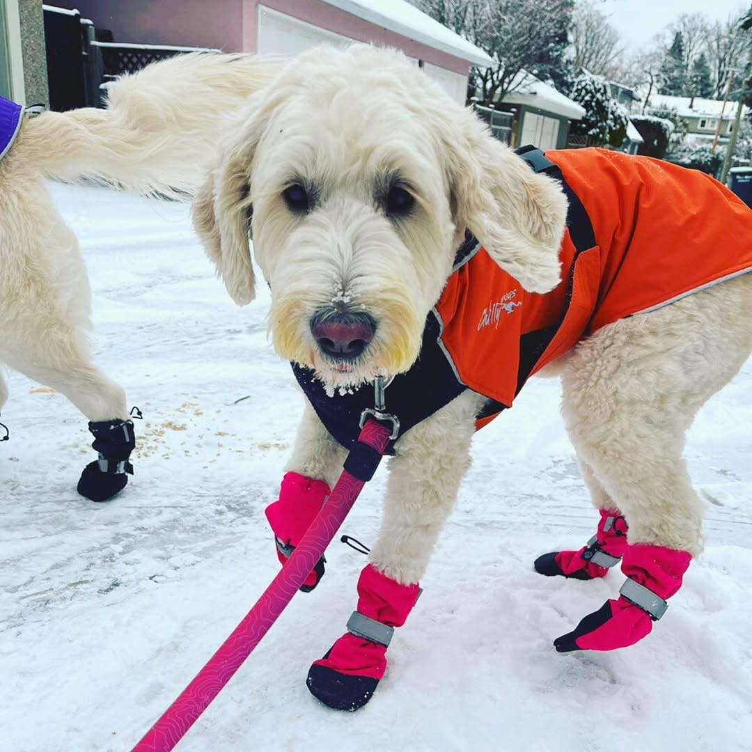 Post 3 by Spot Dog Walkers on Instagram (carousel)