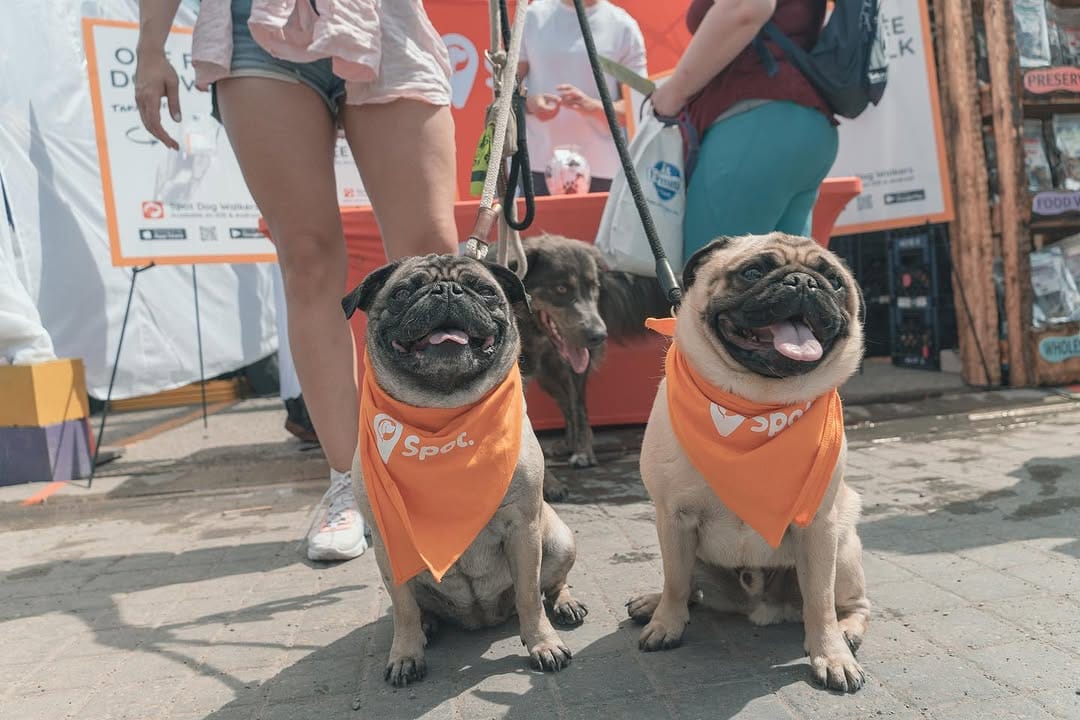 Post 7 by Spot Dog Walkers on Instagram (image)