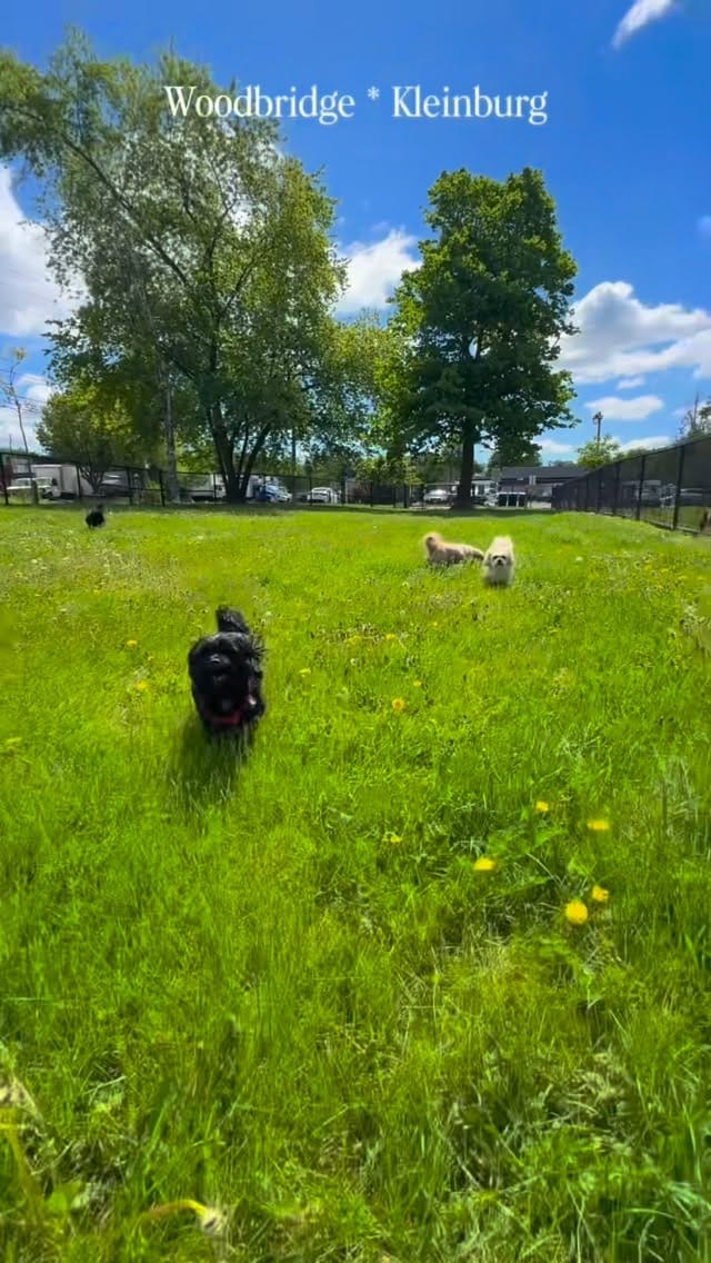 Post 1 by Dog Walking Woodbridge on Instagram (video)