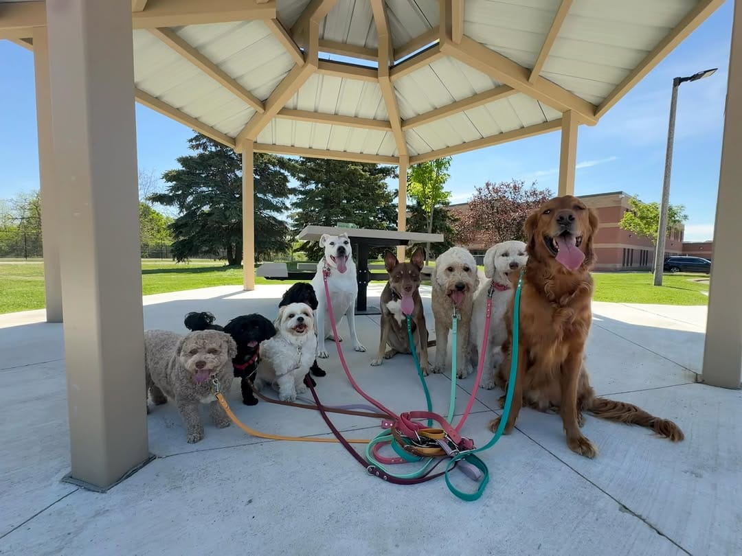 Post 4 by Dog Walking Woodbridge on Instagram (image)
