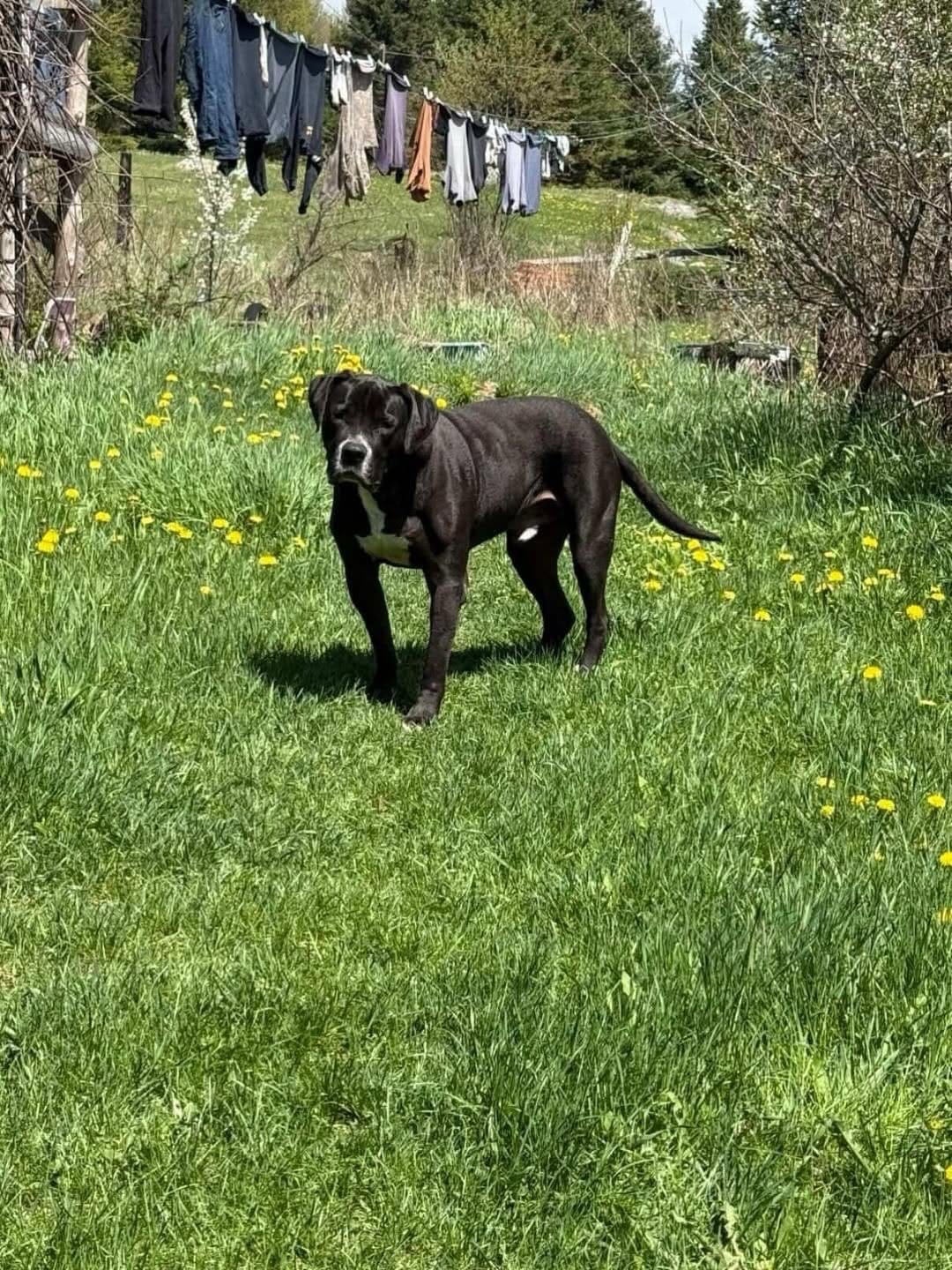 Post 6 by Dog Walking Woodbridge on Instagram (carousel)