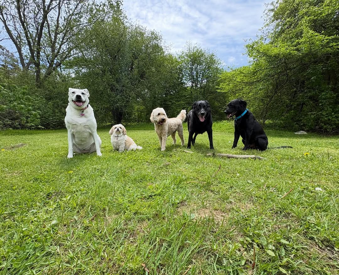 Post 5 by Dog Walking Woodbridge on Instagram (image)