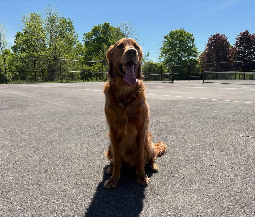 Post 3 by Dog Walking Woodbridge on Instagram (carousel)
