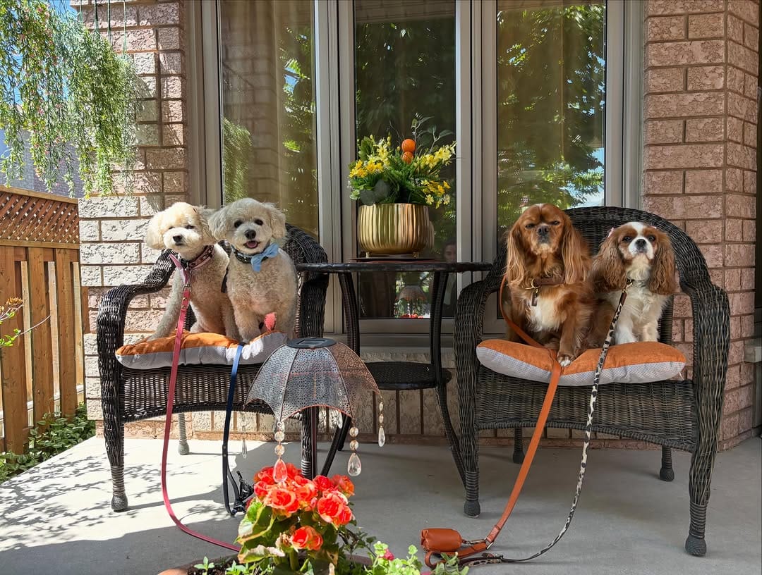 Post 2 by Dog Walking Woodbridge on Instagram (carousel)