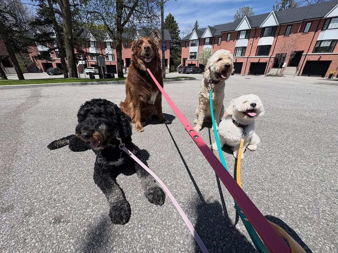 Post 7 by Dog Walking Woodbridge on Instagram (image)