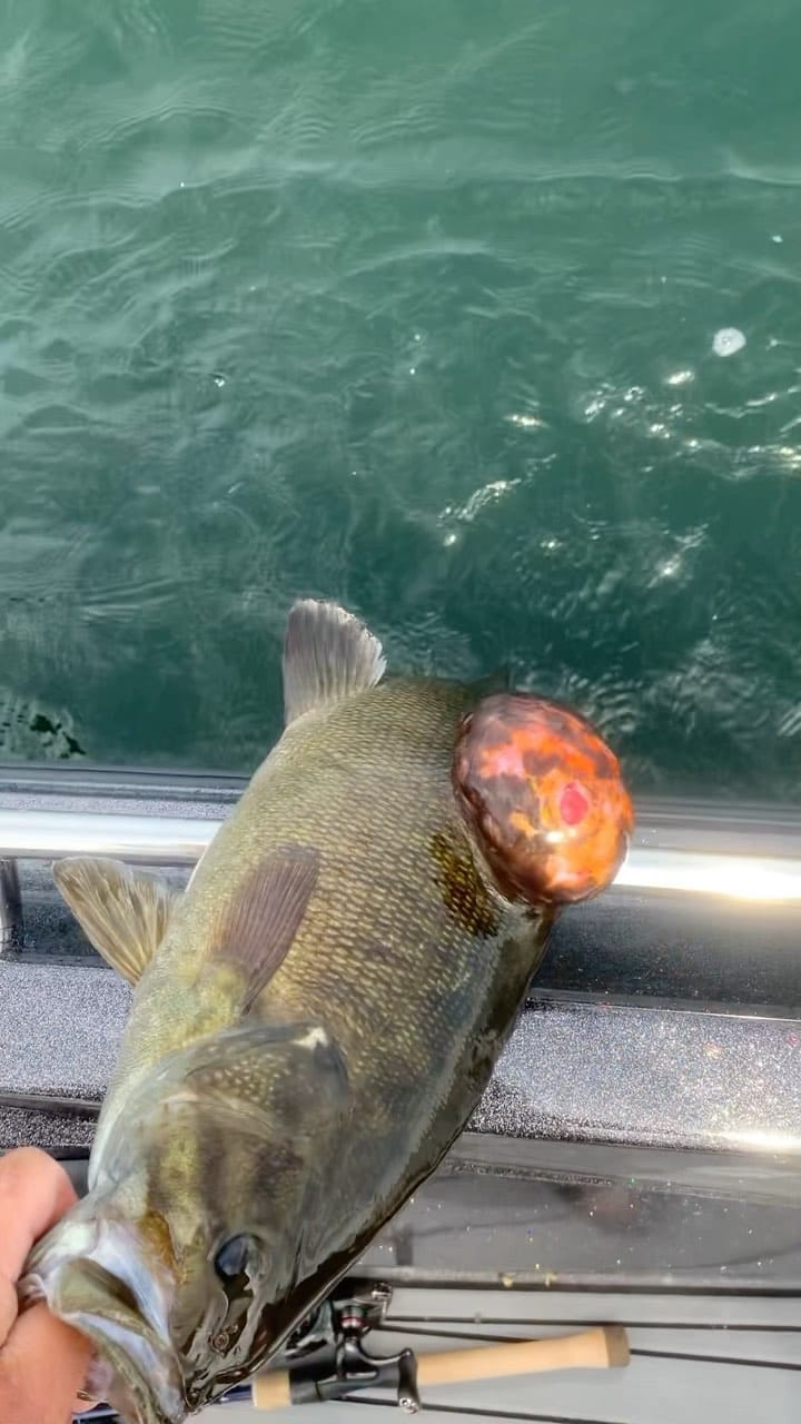 Post 10 by Fish'n Canada on Instagram (video)