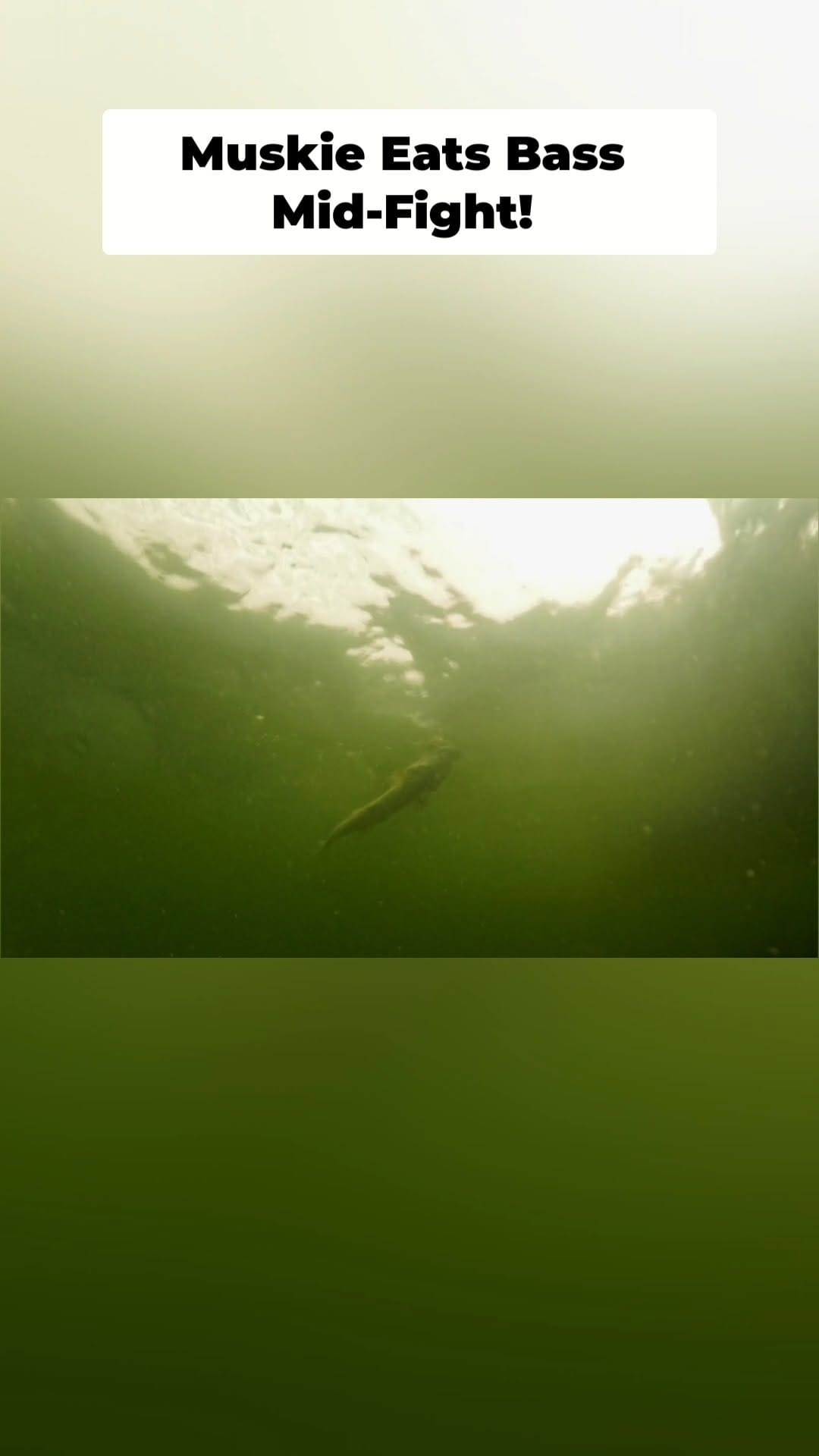 Post 5 by Fish'n Canada on Instagram (video)