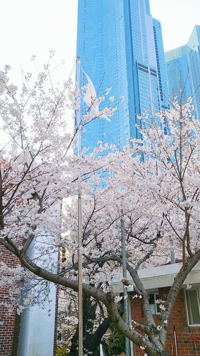 Post 8 by Sharon 🌱 샤롱 on Instagram (video)