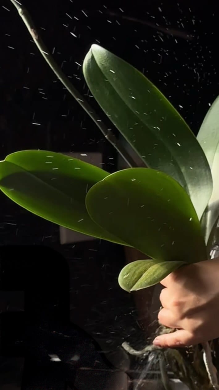 Post 8 by Veryplants on Instagram (video)