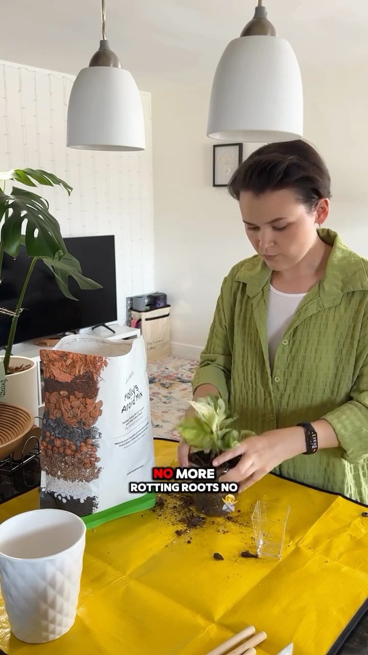Post 7 by Veryplants on Instagram (video)