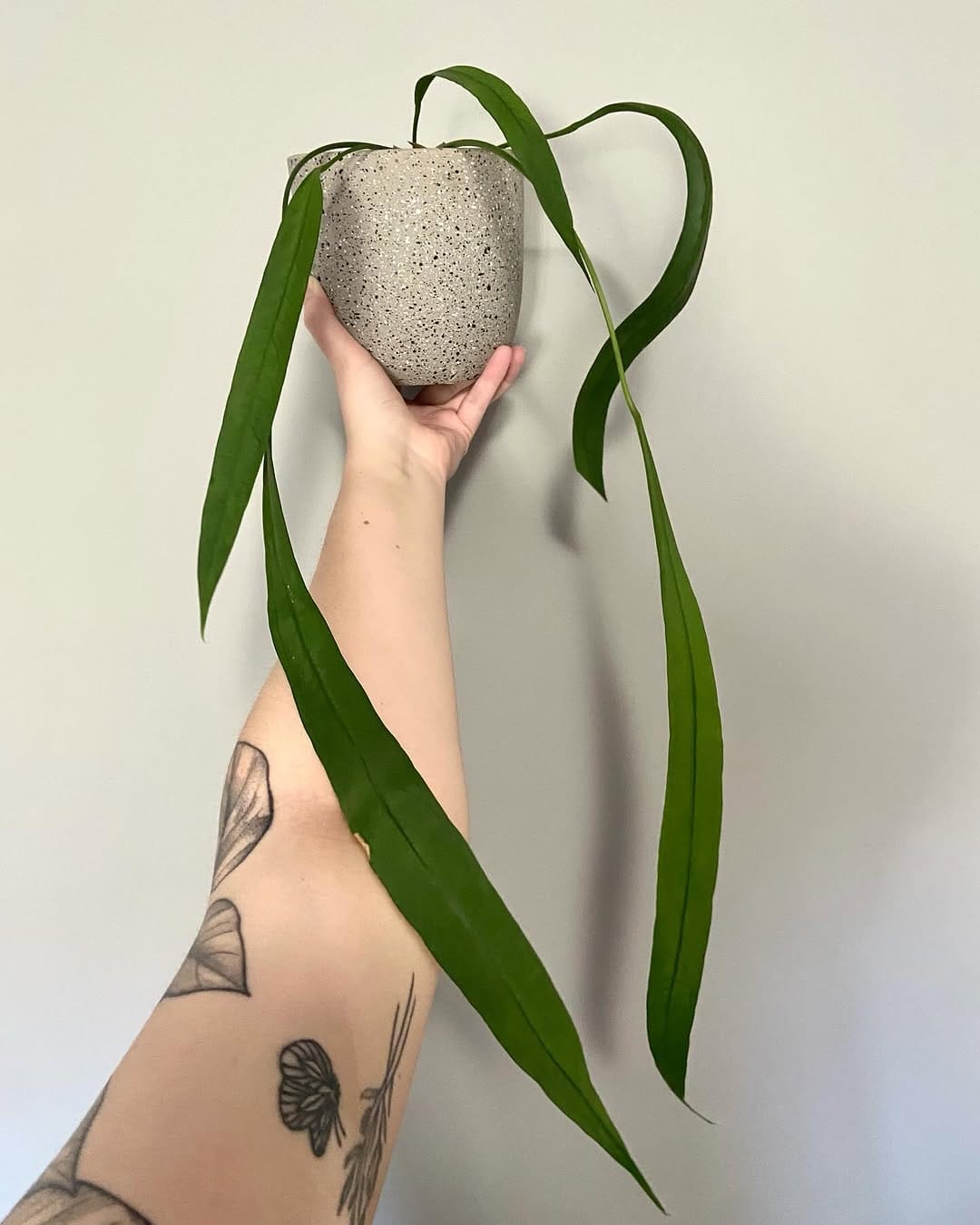 Post 6 by Veryplants on Instagram (image)