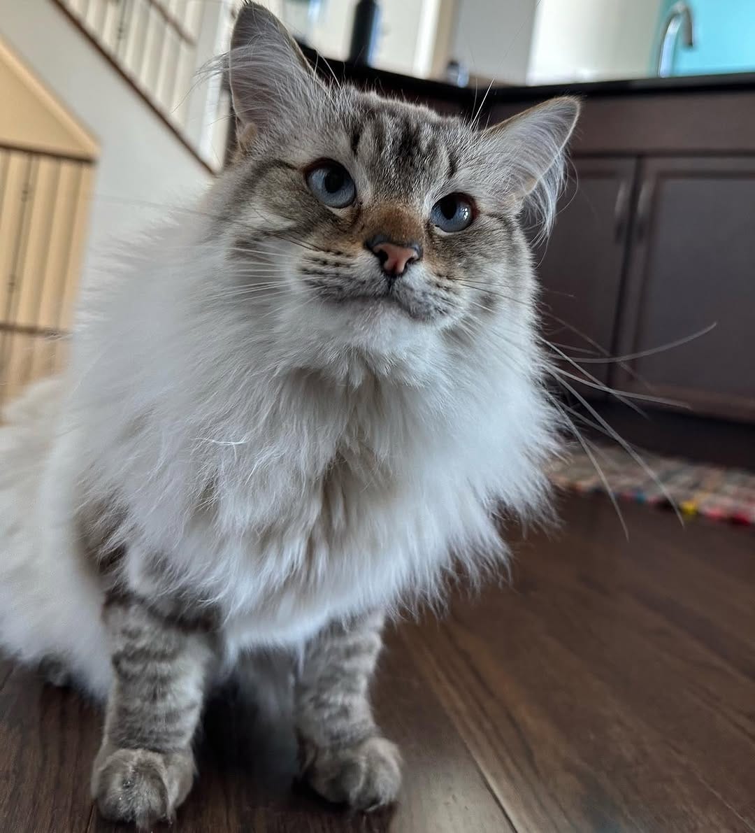 Post 4 by Chester, Ren & Katniss on Instagram (carousel)
