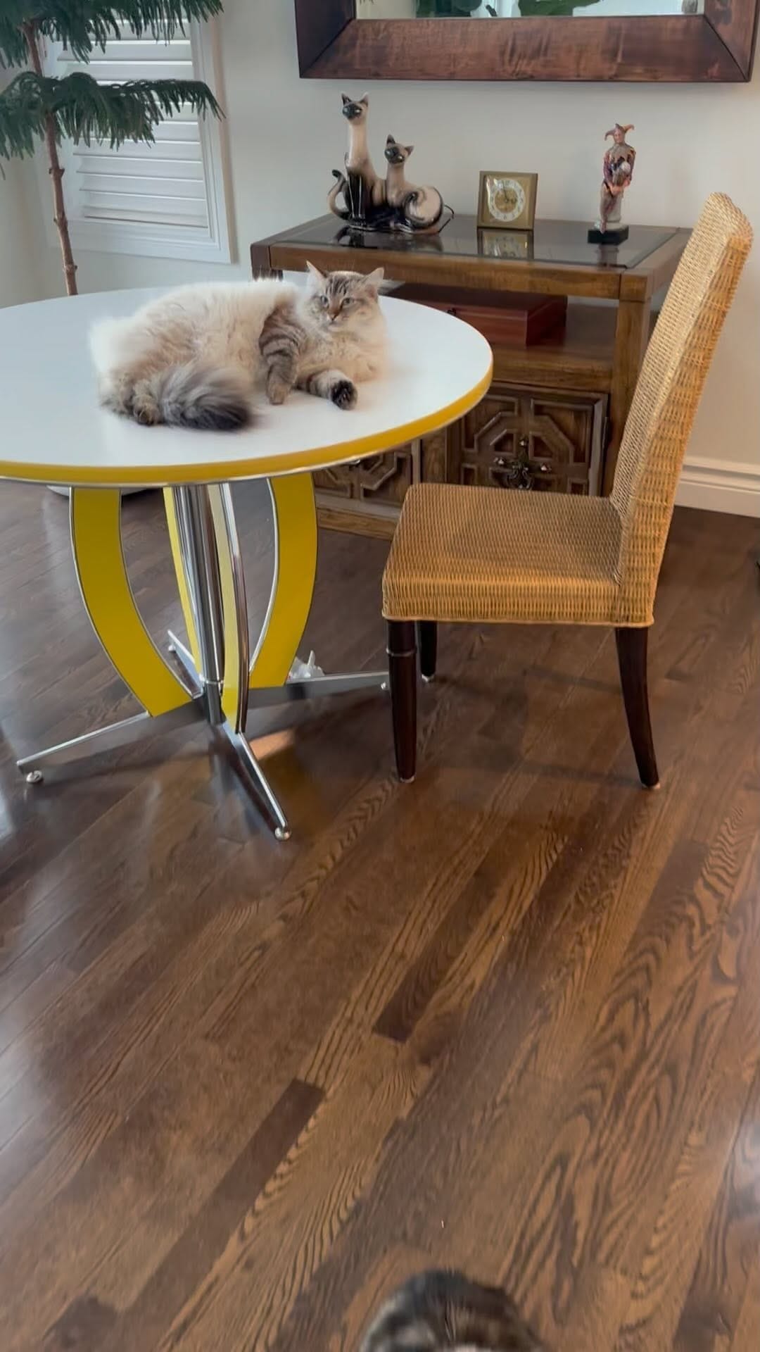 Post 5 by Chester, Ren & Katniss on Instagram (video)
