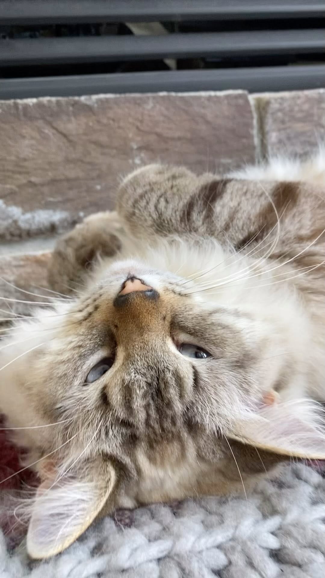 Post 10 by Chester, Ren & Katniss on Instagram (video)