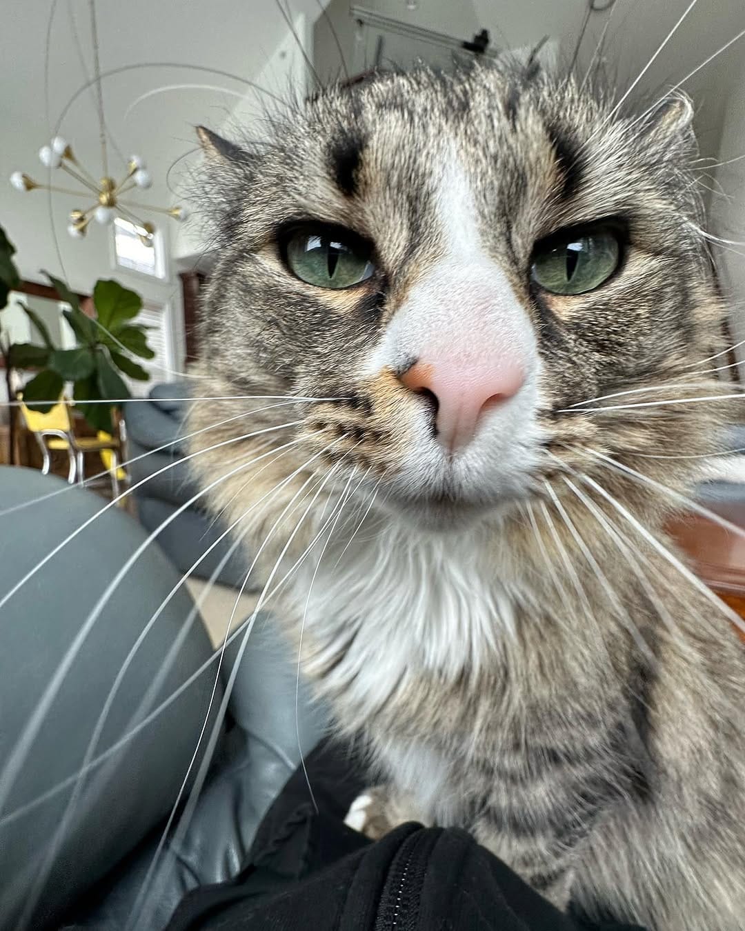 Post 3 by Chester, Ren & Katniss on Instagram (image)