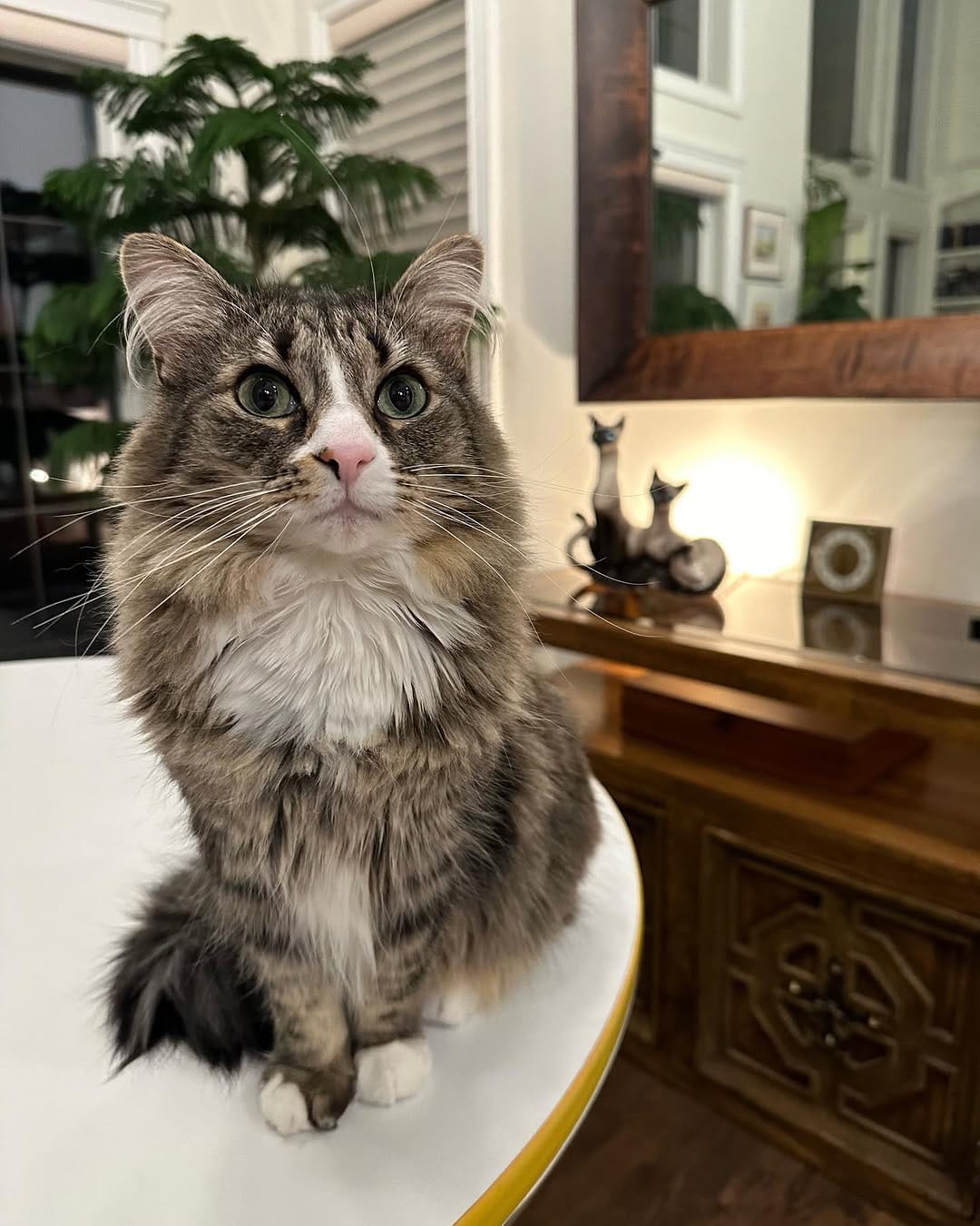 Post 6 by Chester, Ren & Katniss on Instagram (image)
