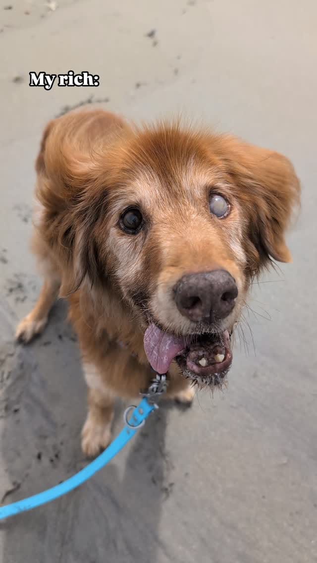 Post 5 by Salty Dogs Barkery on Instagram (video)