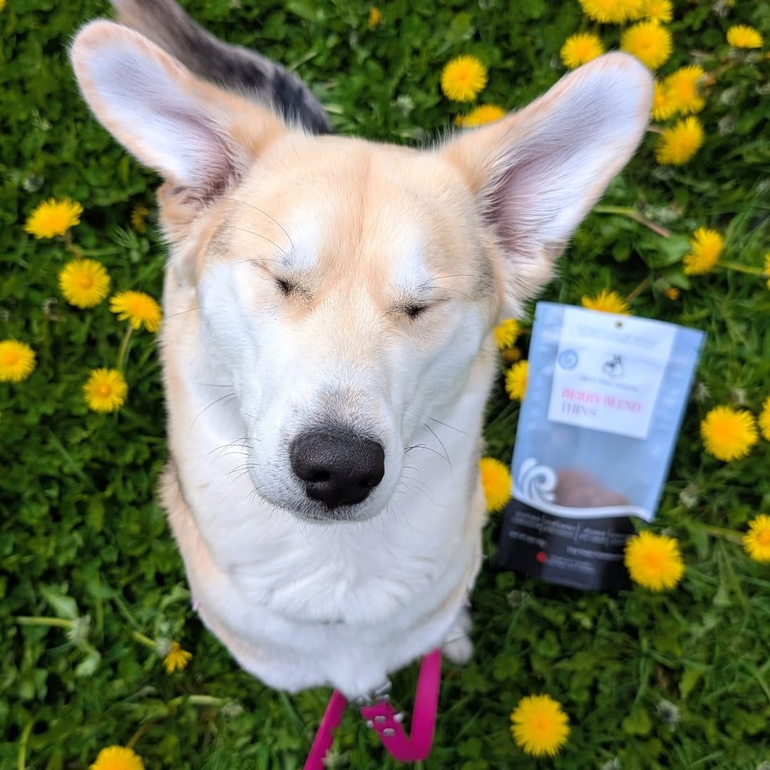 Post 9 by Salty Dogs Barkery on Instagram (carousel)