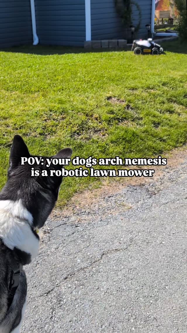 Post 6 by Salty Dogs Barkery on Instagram (video)