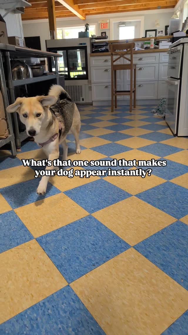 Post 7 by Salty Dogs Barkery on Instagram (video)